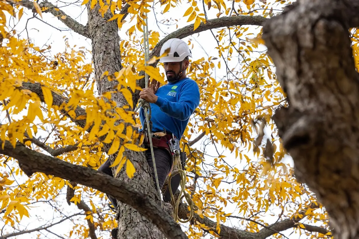 Skilled Tree Trimming crew working in Countyline
