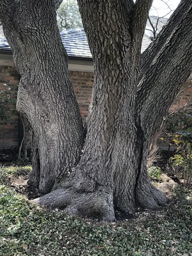 Mature heritage tree close to a Countyline property cared for by certified arborists